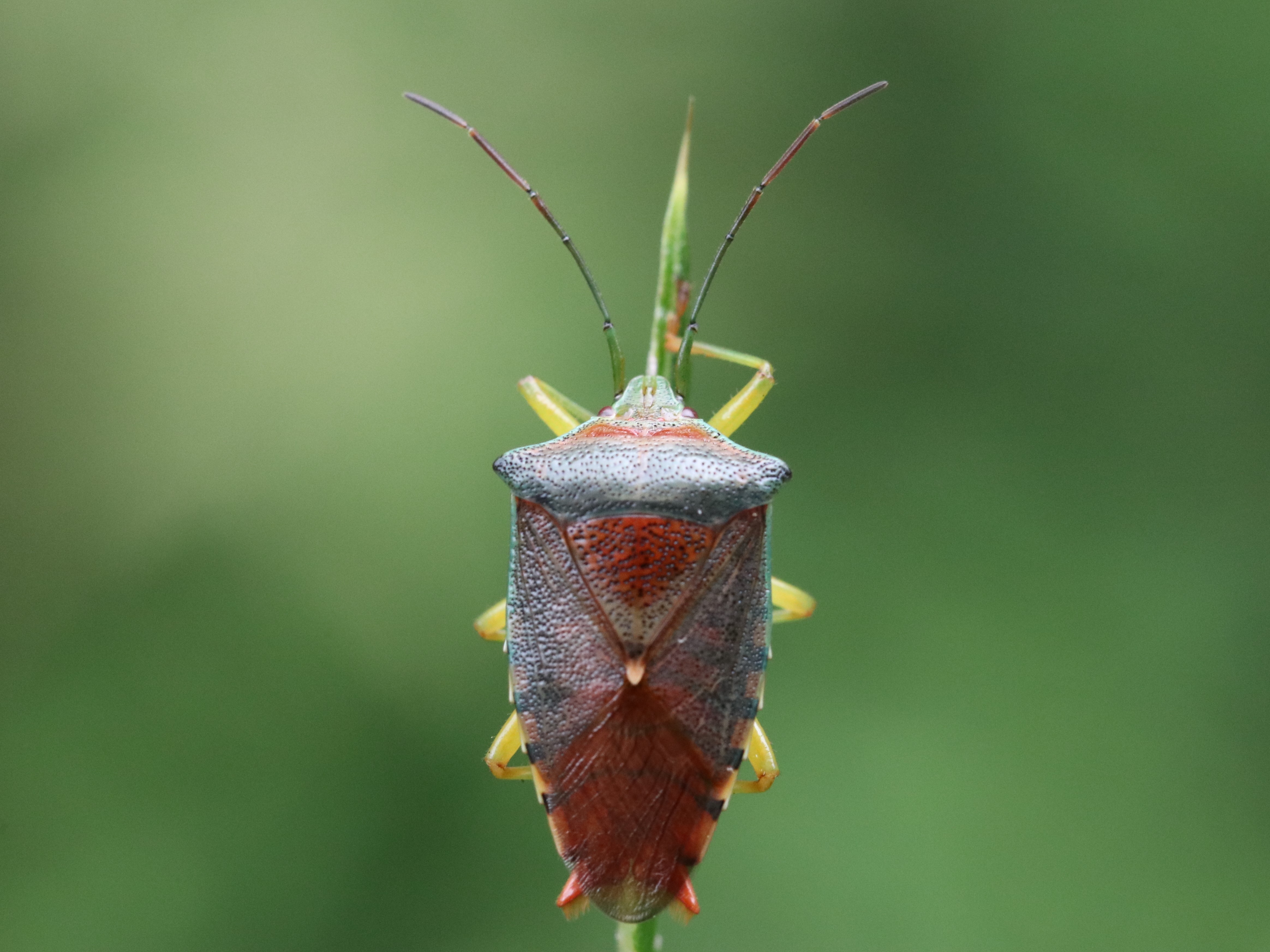 葉上のセアカツノカメムシ5